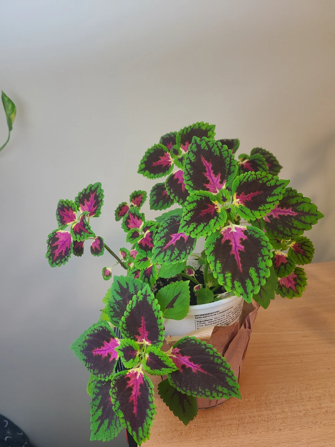 Coleus Plant