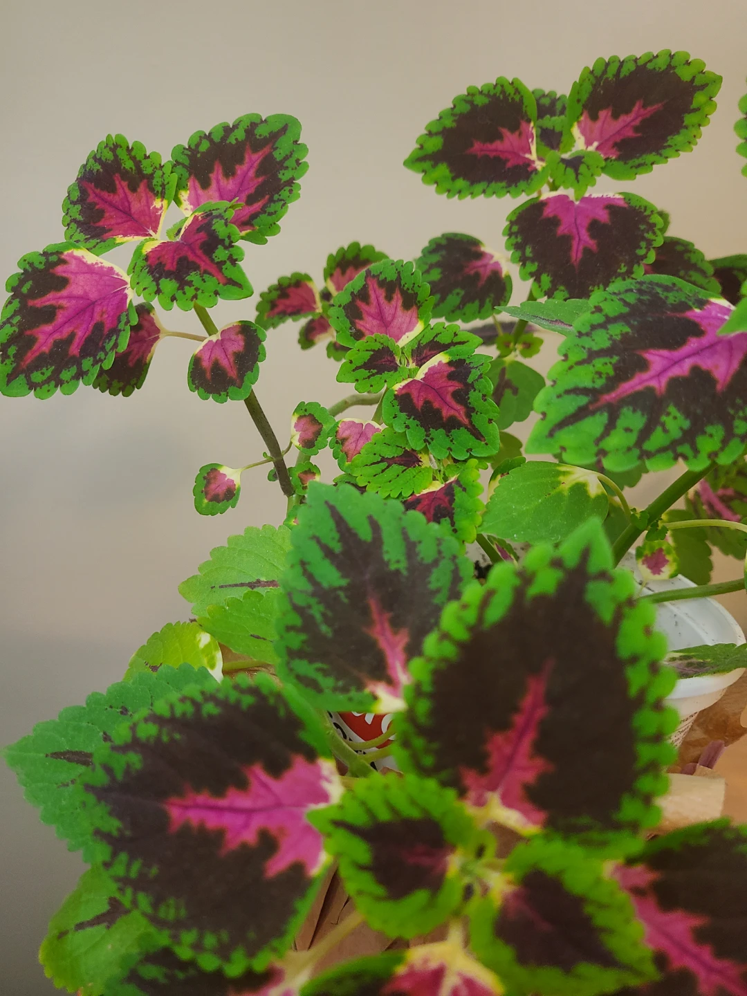 Coleus Plant - photo 2