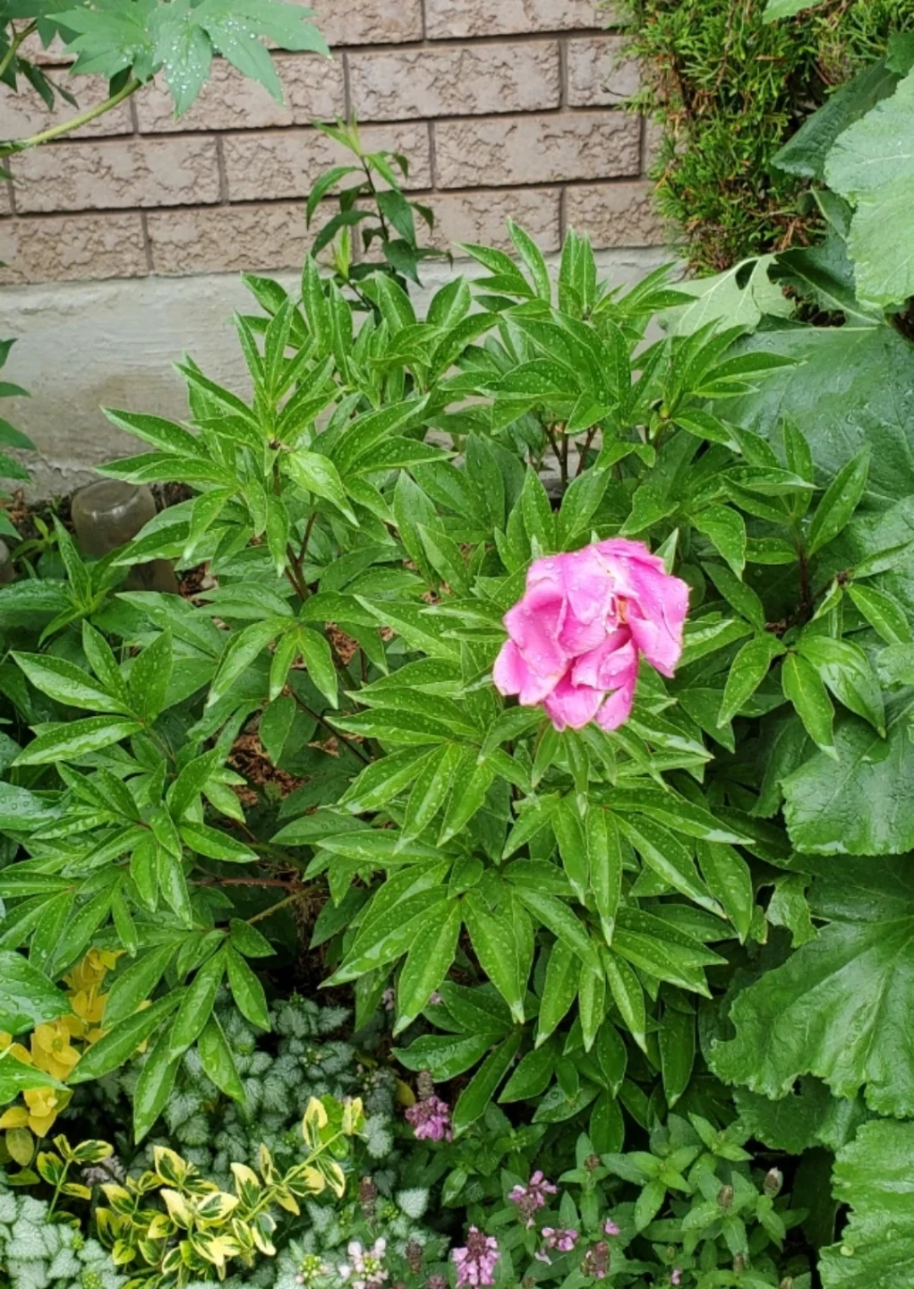 Peony
