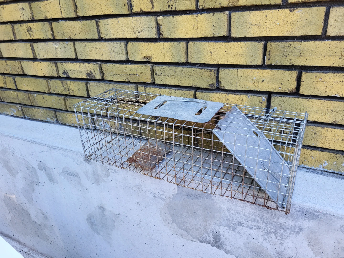 Wire Animal Trap