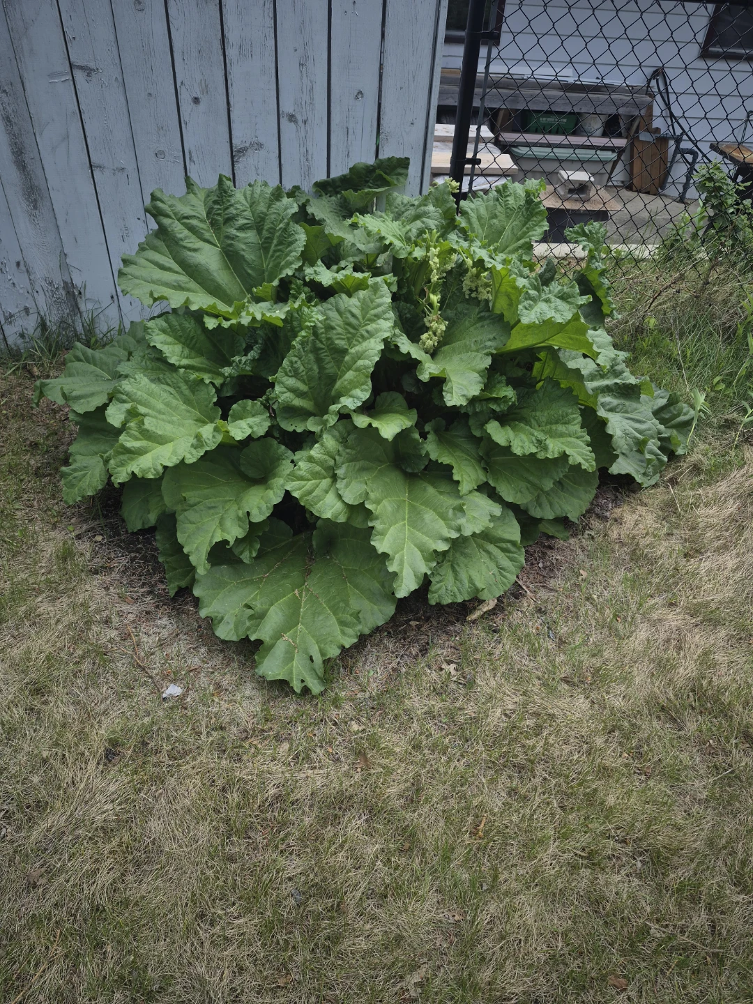 Healthy Rhubarb Plant