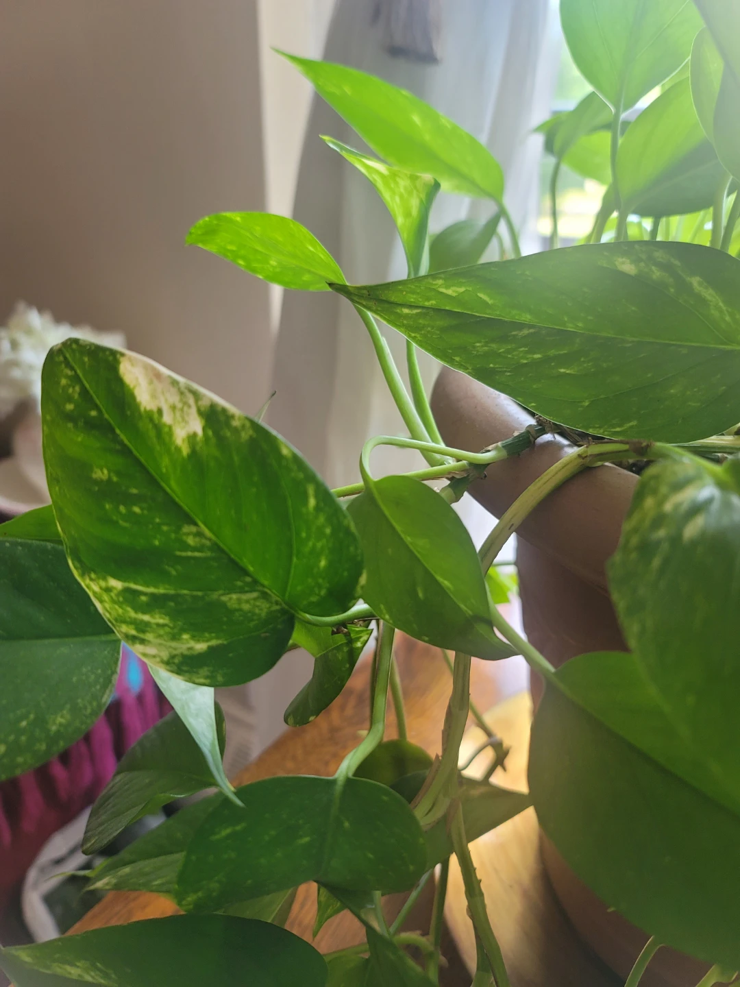 🌿 Beautiful, Full Golden Pothos (Devil’s Ivy) with Pot - photo 3
