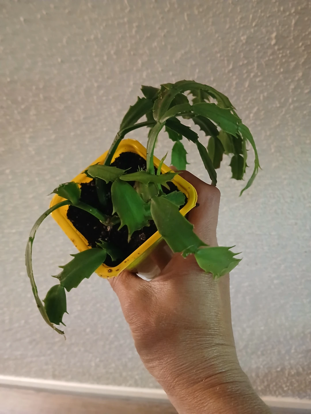 Christmas Cactus Plant #1