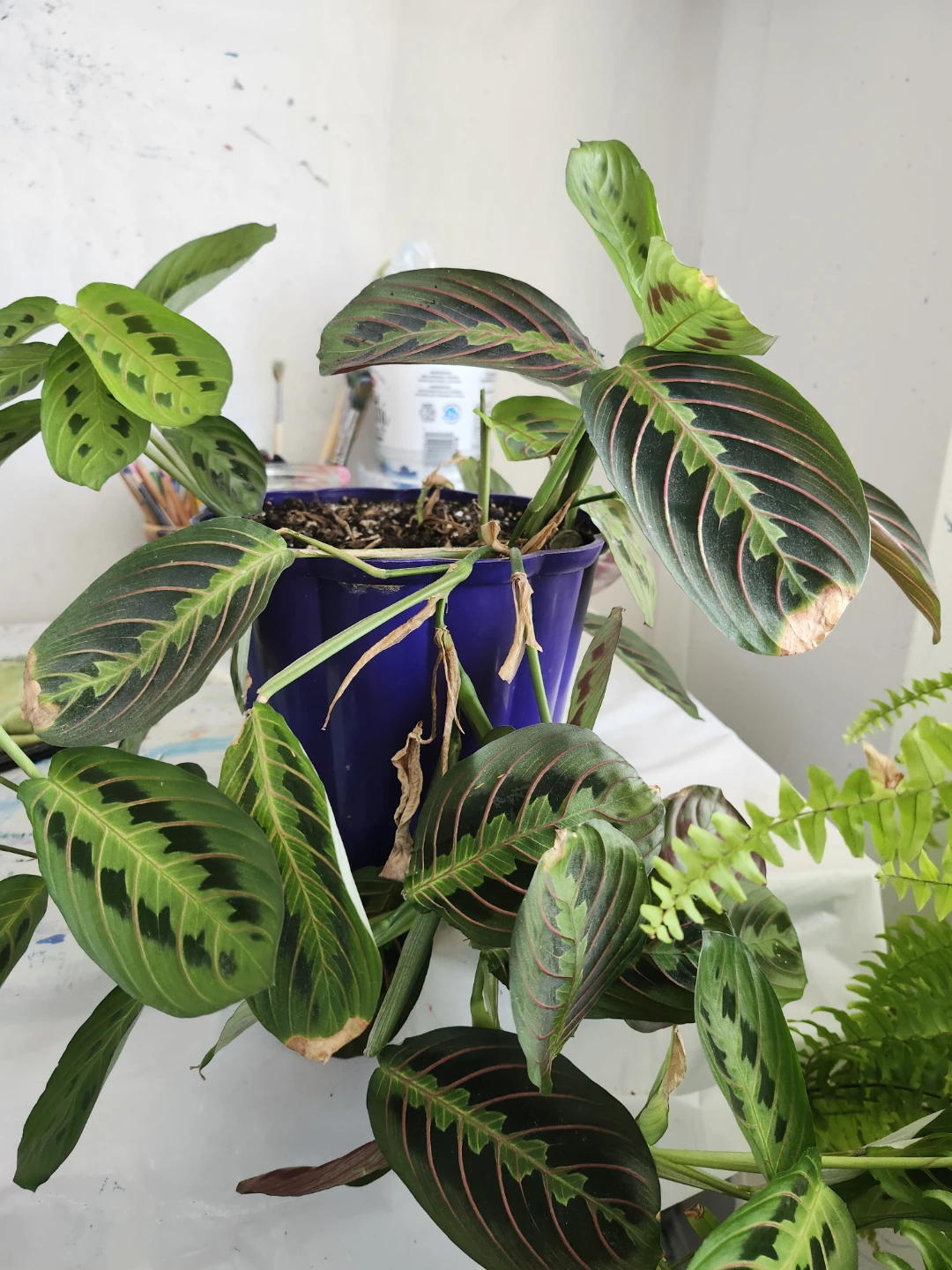 Prayer Plant in ceramic pot
