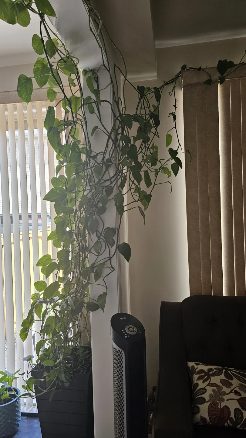 MoneyPlant in Black pot indoors plant