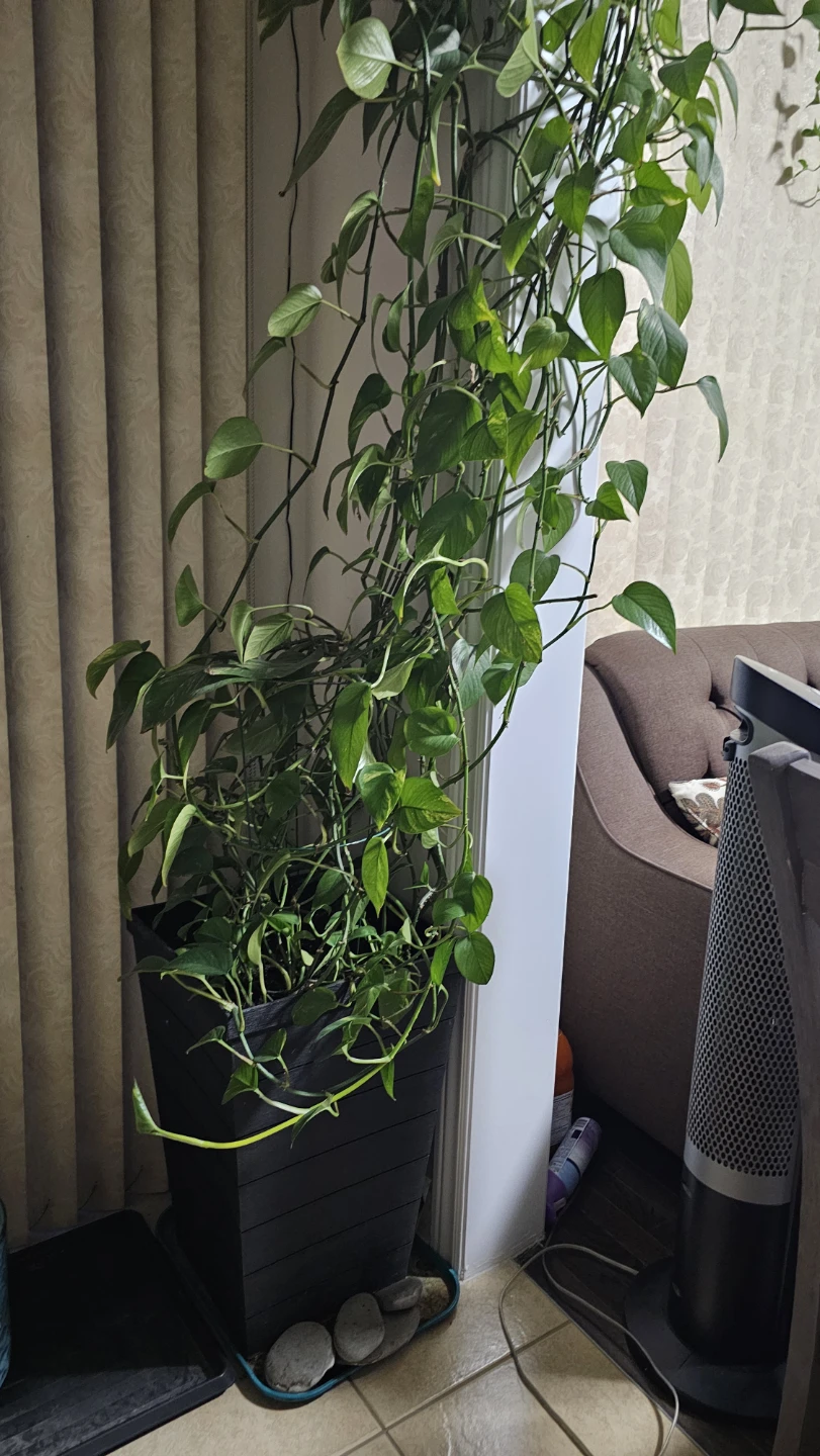 MoneyPlant in Black pot indoors plant - photo 2