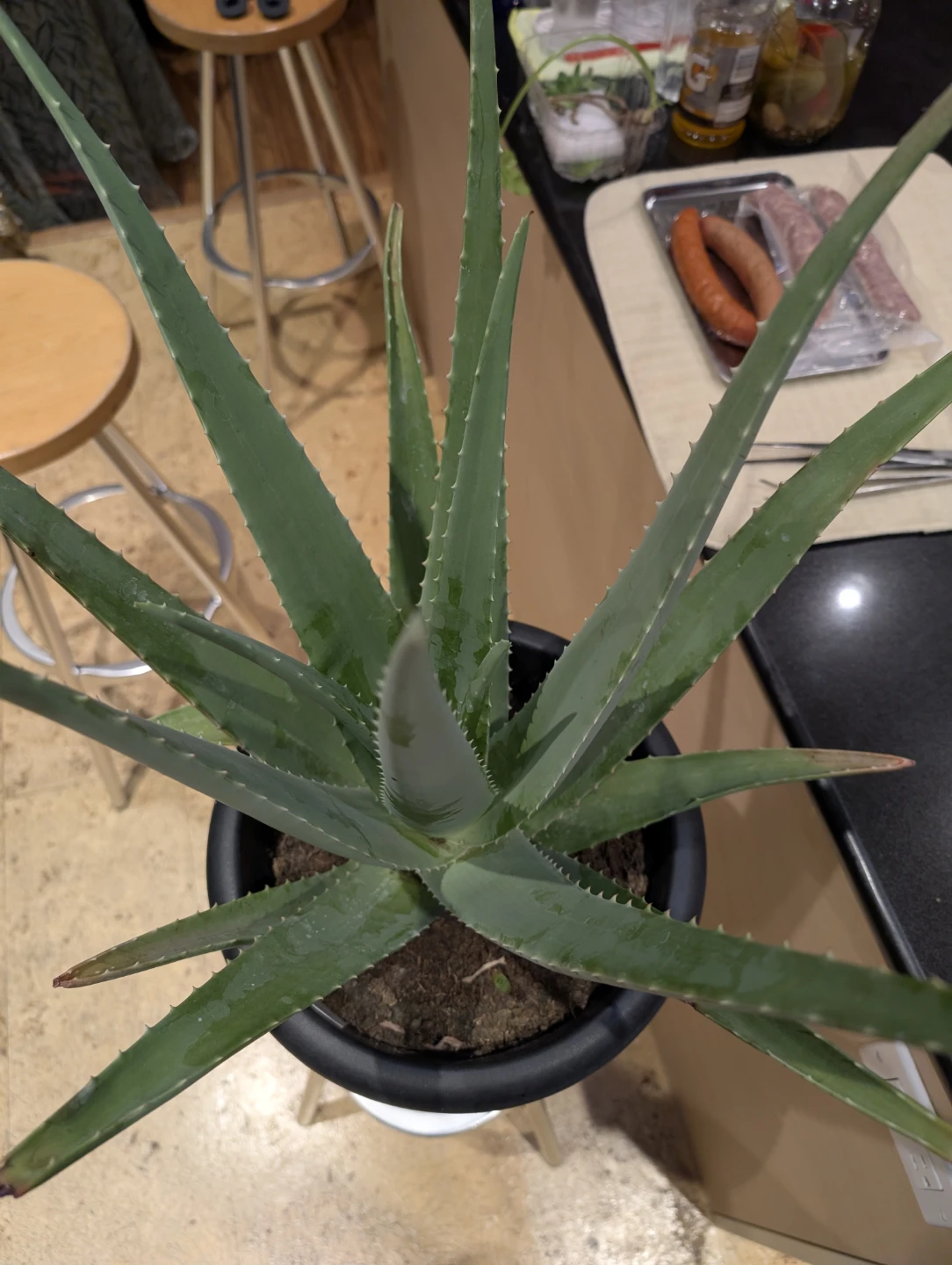 Large Aloe Vera Plant