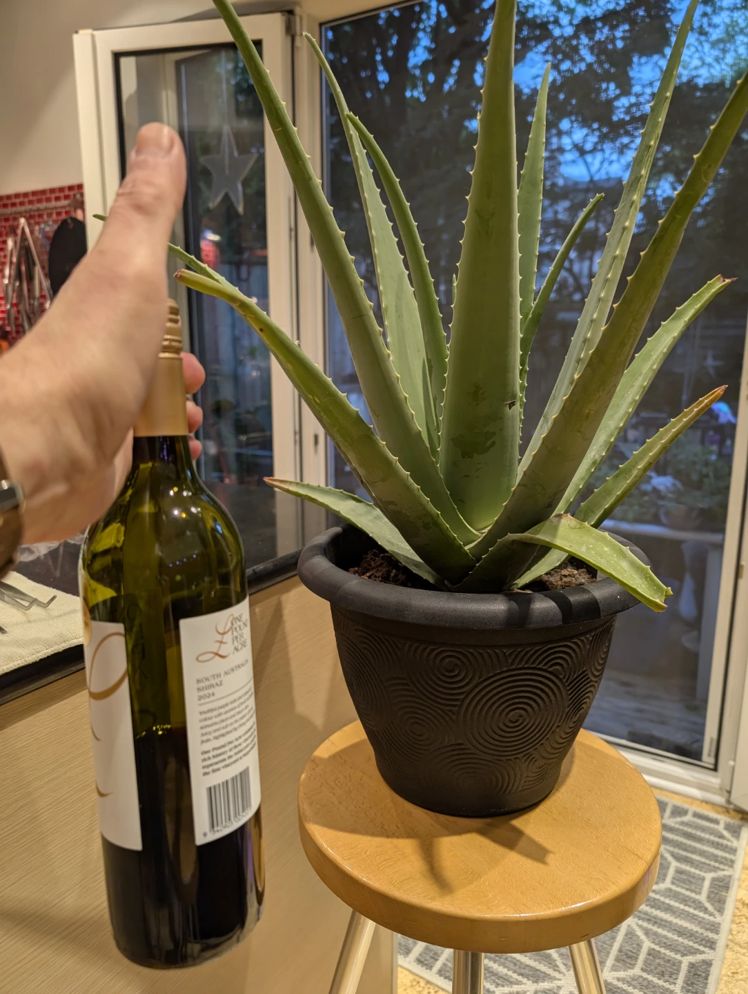 Large Aloe Vera Plant - photo 2