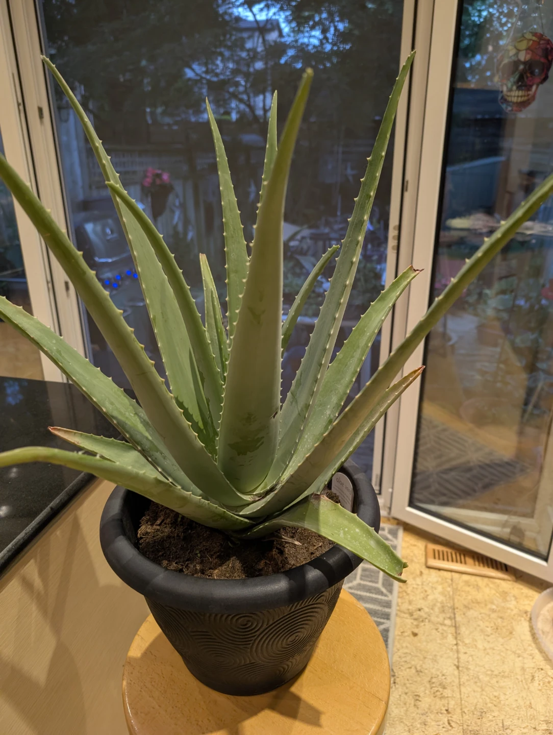 Large Aloe Vera Plant - photo 3