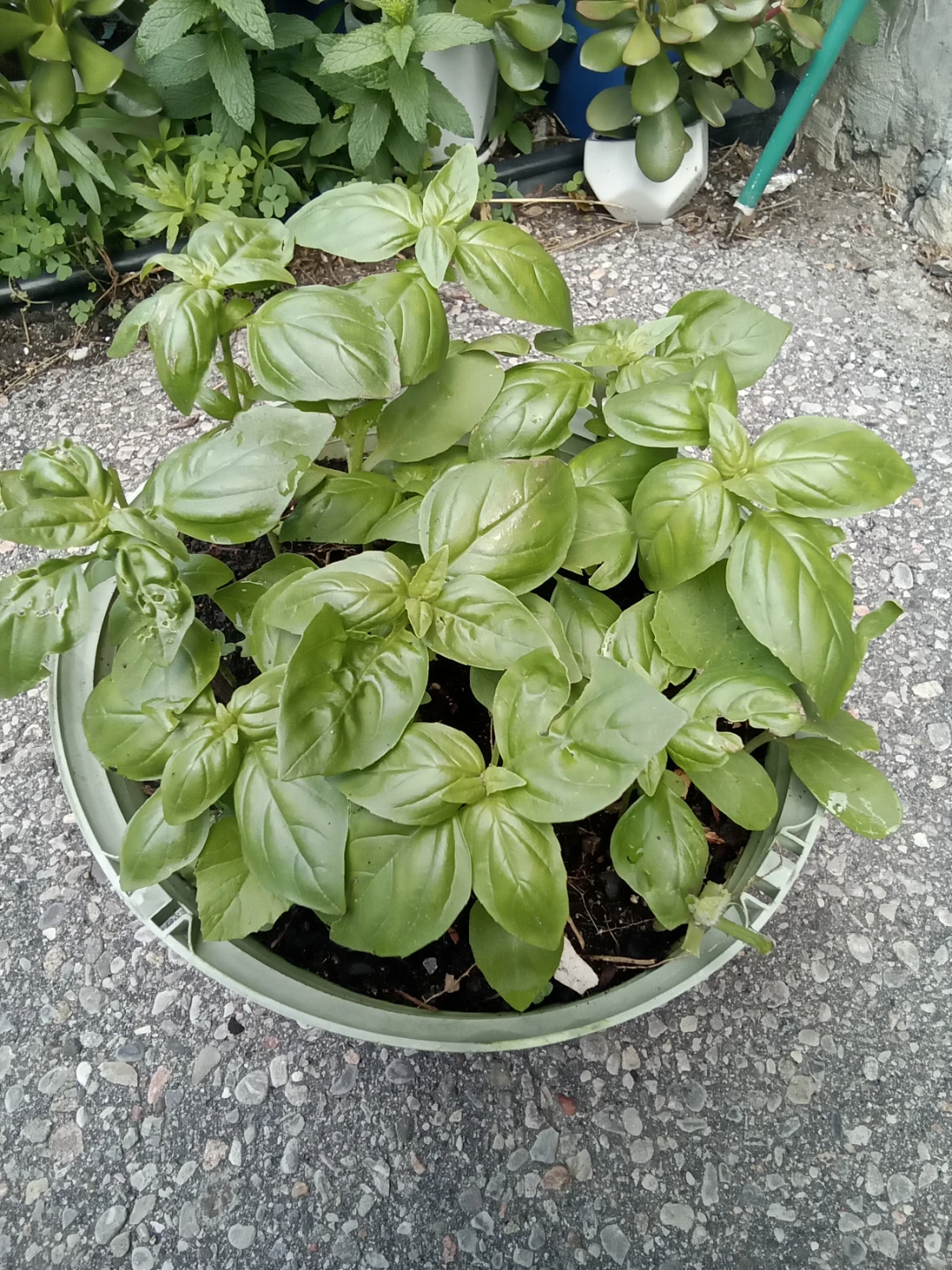 Fresh Basil Plant in Pot - photo 2