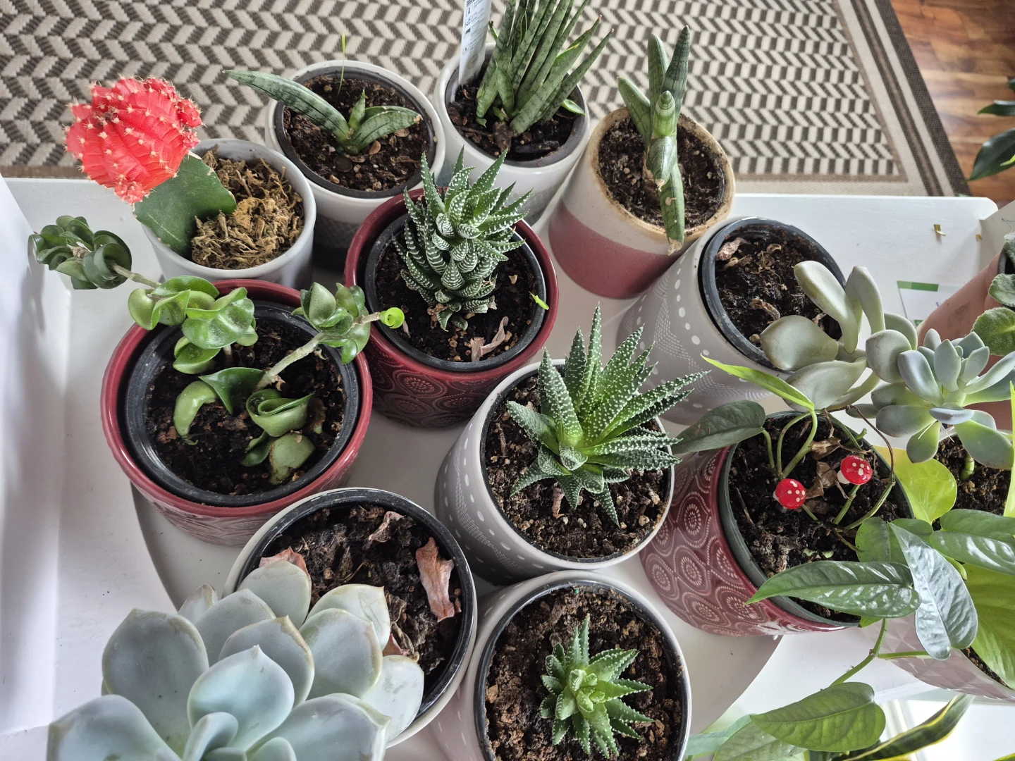 Indoor plants/ succlents/ cacti