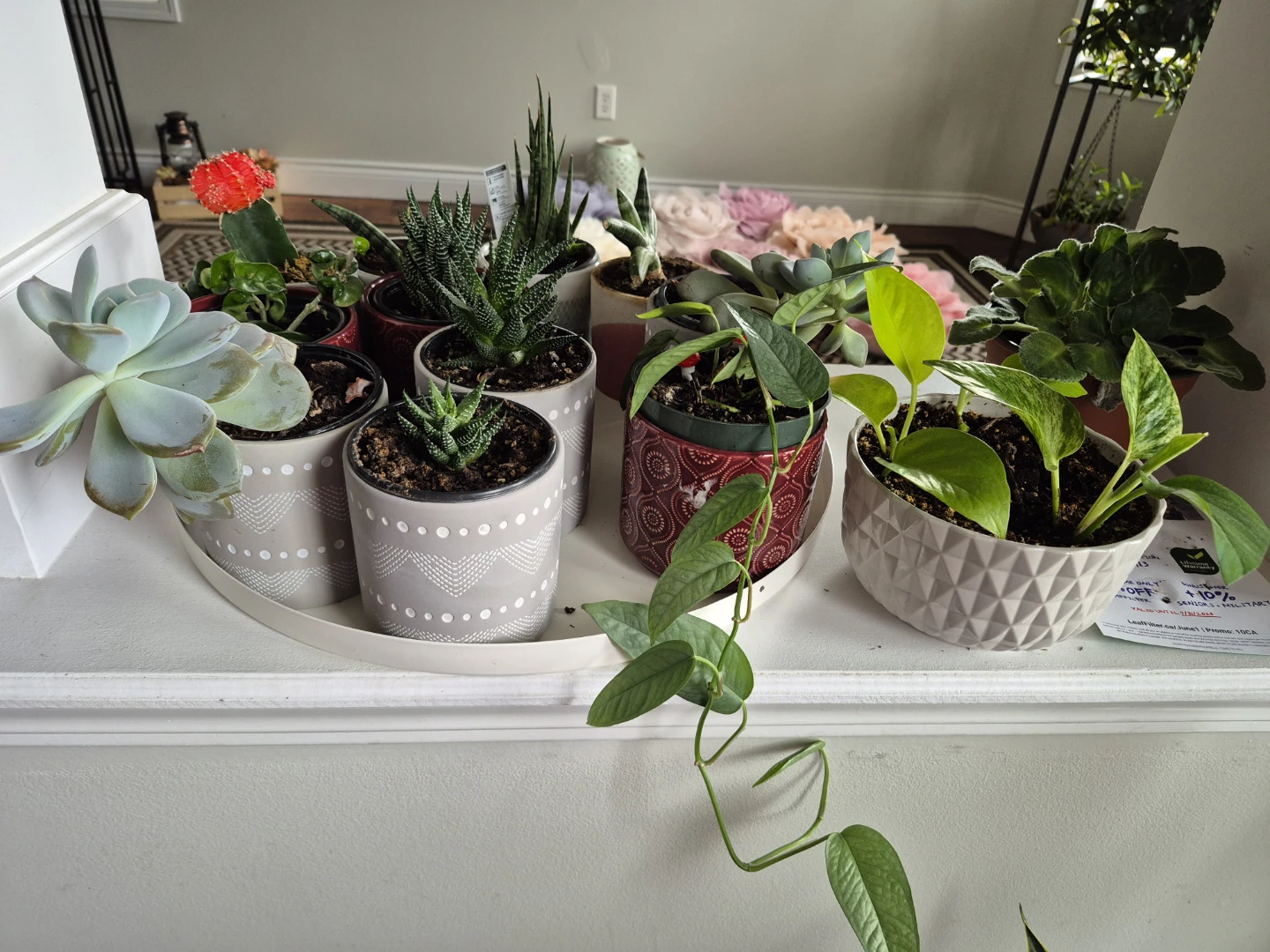 Indoor plants/ succlents/ cacti - photo 2