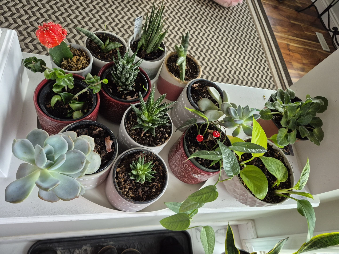 Indoor plants/ succlents/ cacti - photo 4