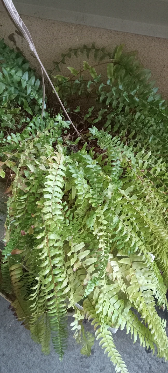 Hanging Fern Plant