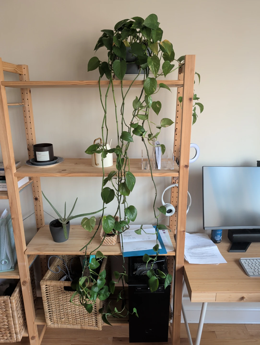 Pothos Plant