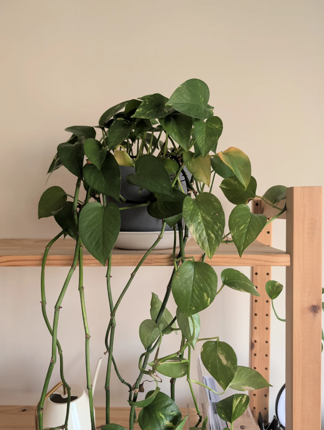 Pothos Plant - photo 2