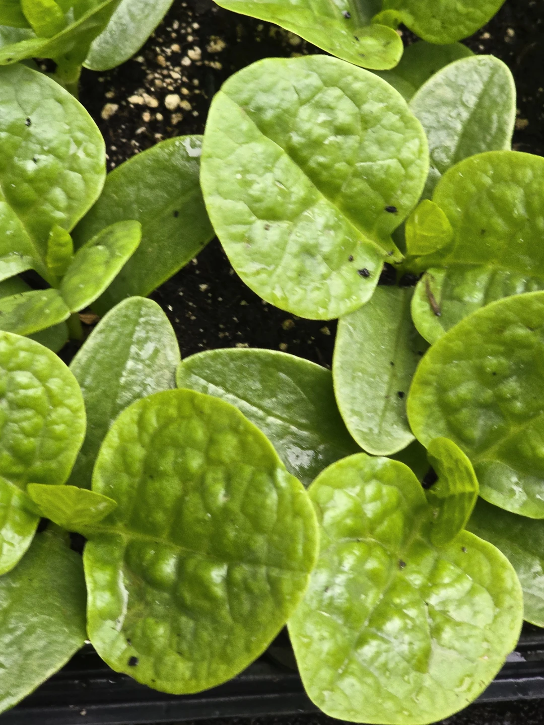 Organic Malabar Spinach seedlings - photo 2