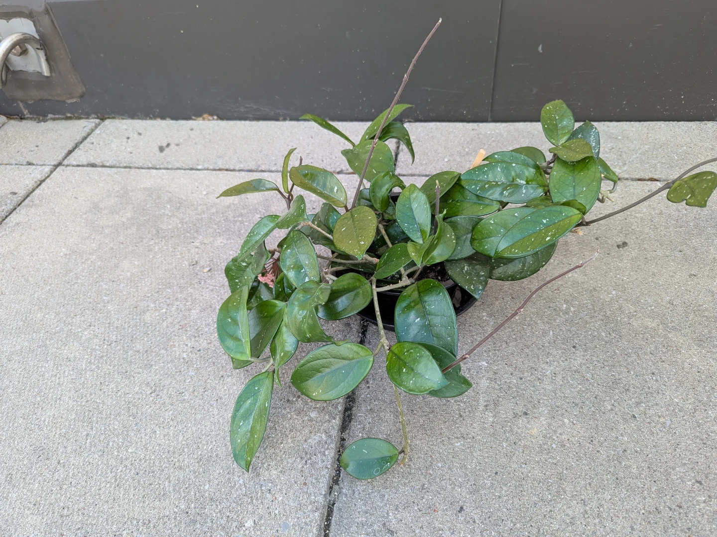 Hoya Carnosa Plant - photo 4