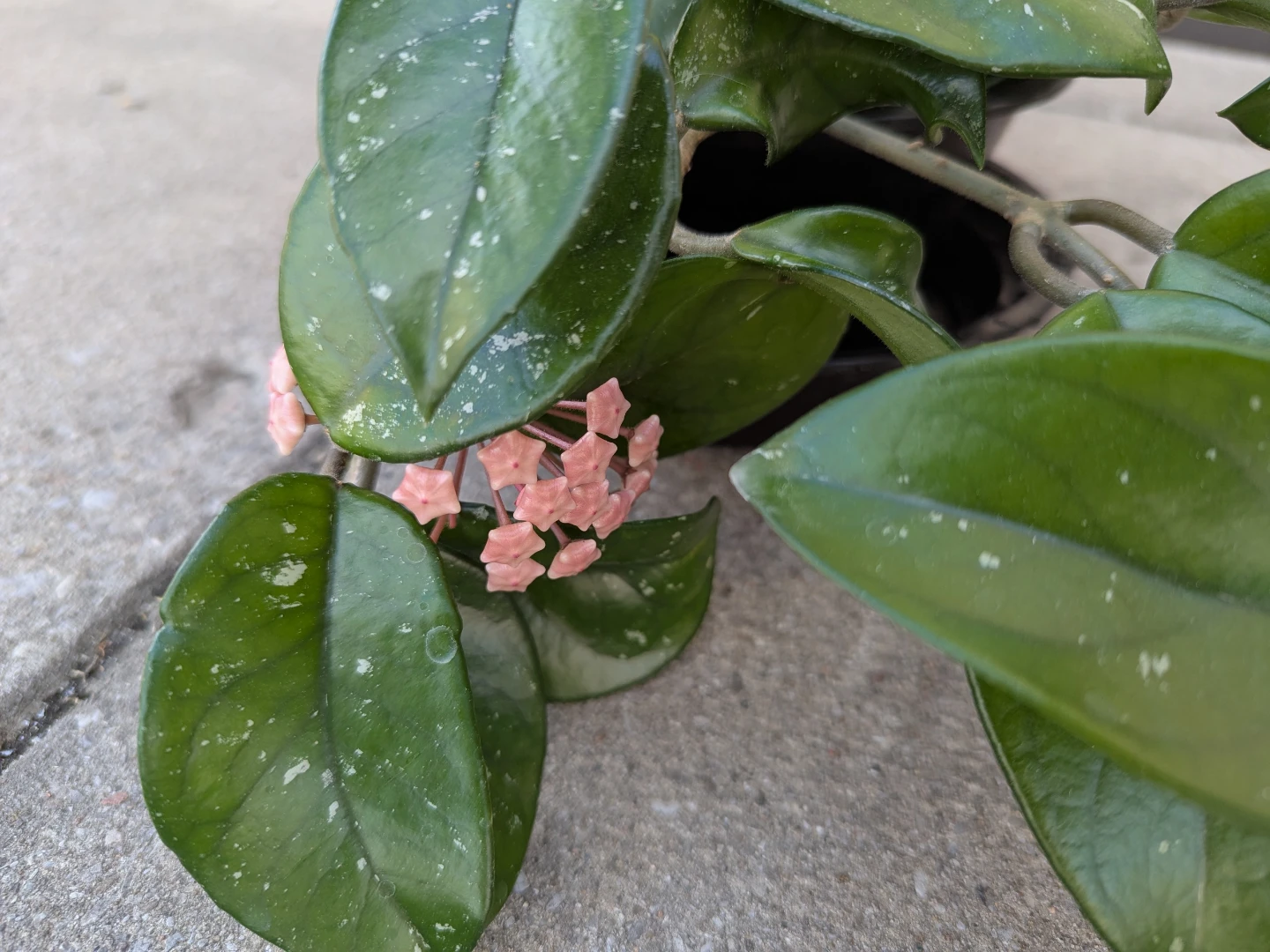Hoya Carnosa Plant - photo 2