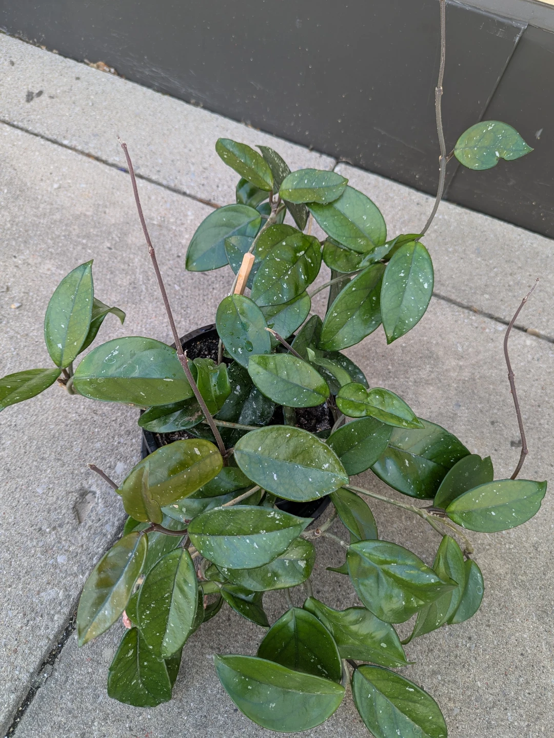 Hoya Carnosa Plant - photo 3