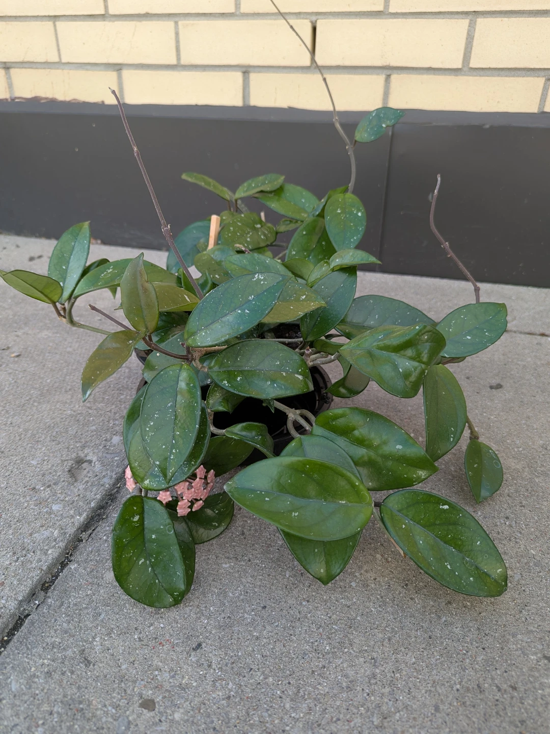 Hoya Carnosa Plant