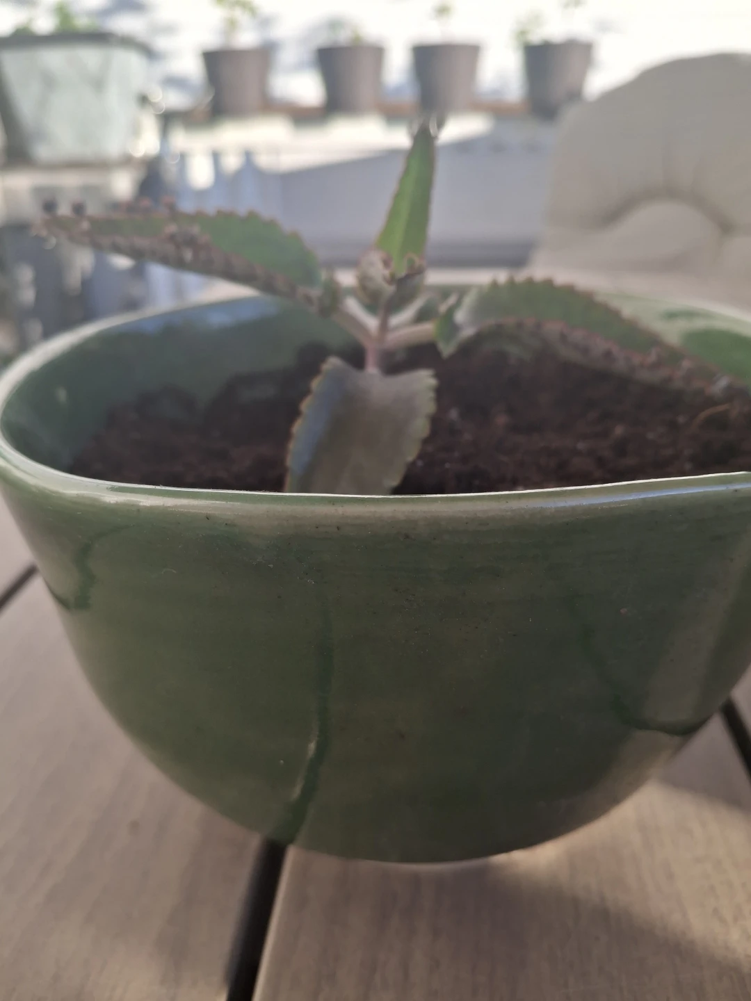 Mother of Thousands Plant in Green Bowl - photo 2