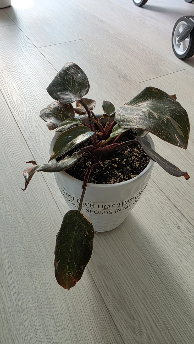 Moving Sale- Pink Princess Philodendron Plant - photo 5