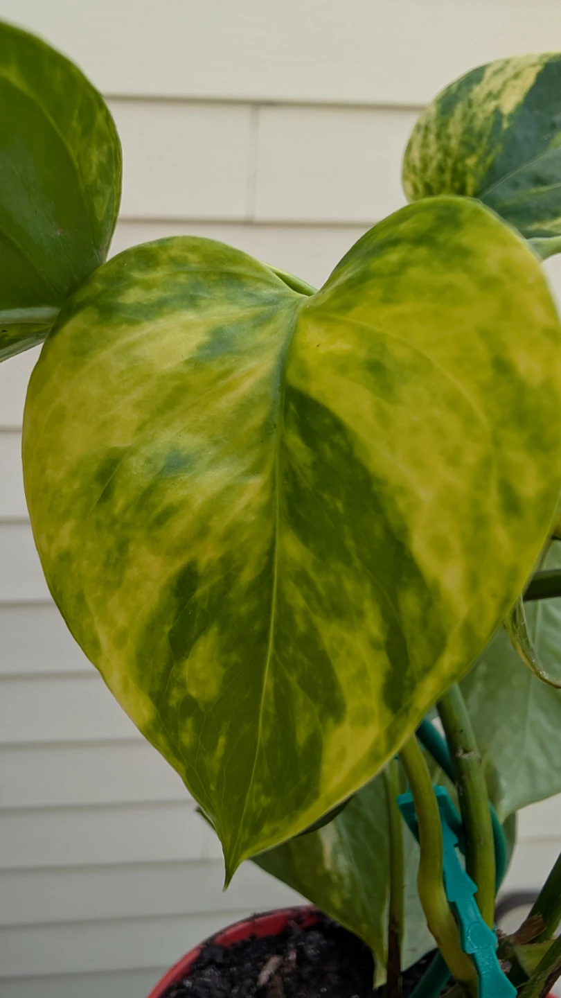 Golden Pothos for sale! ⭐