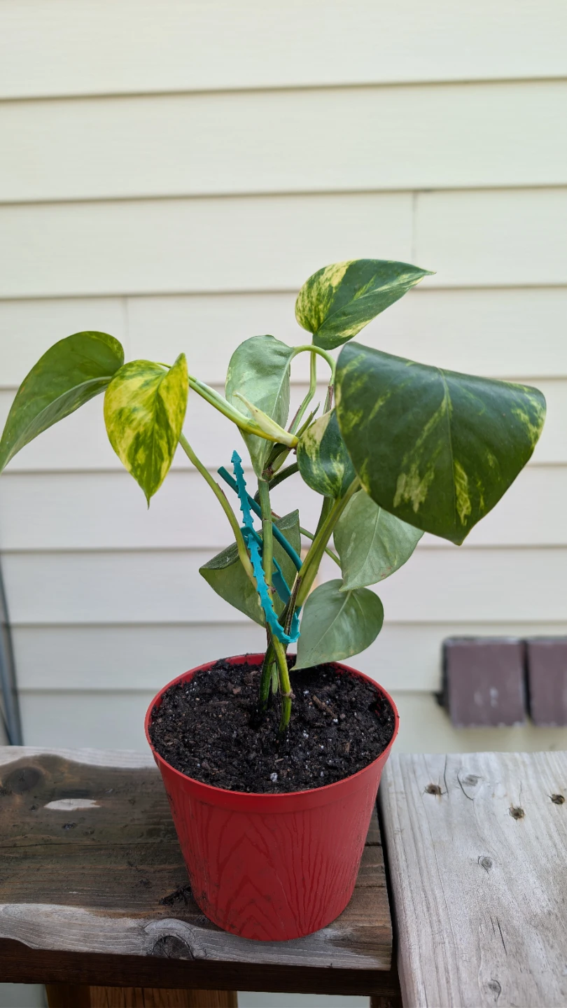 Golden Pothos for sale! ⭐ - photo 2