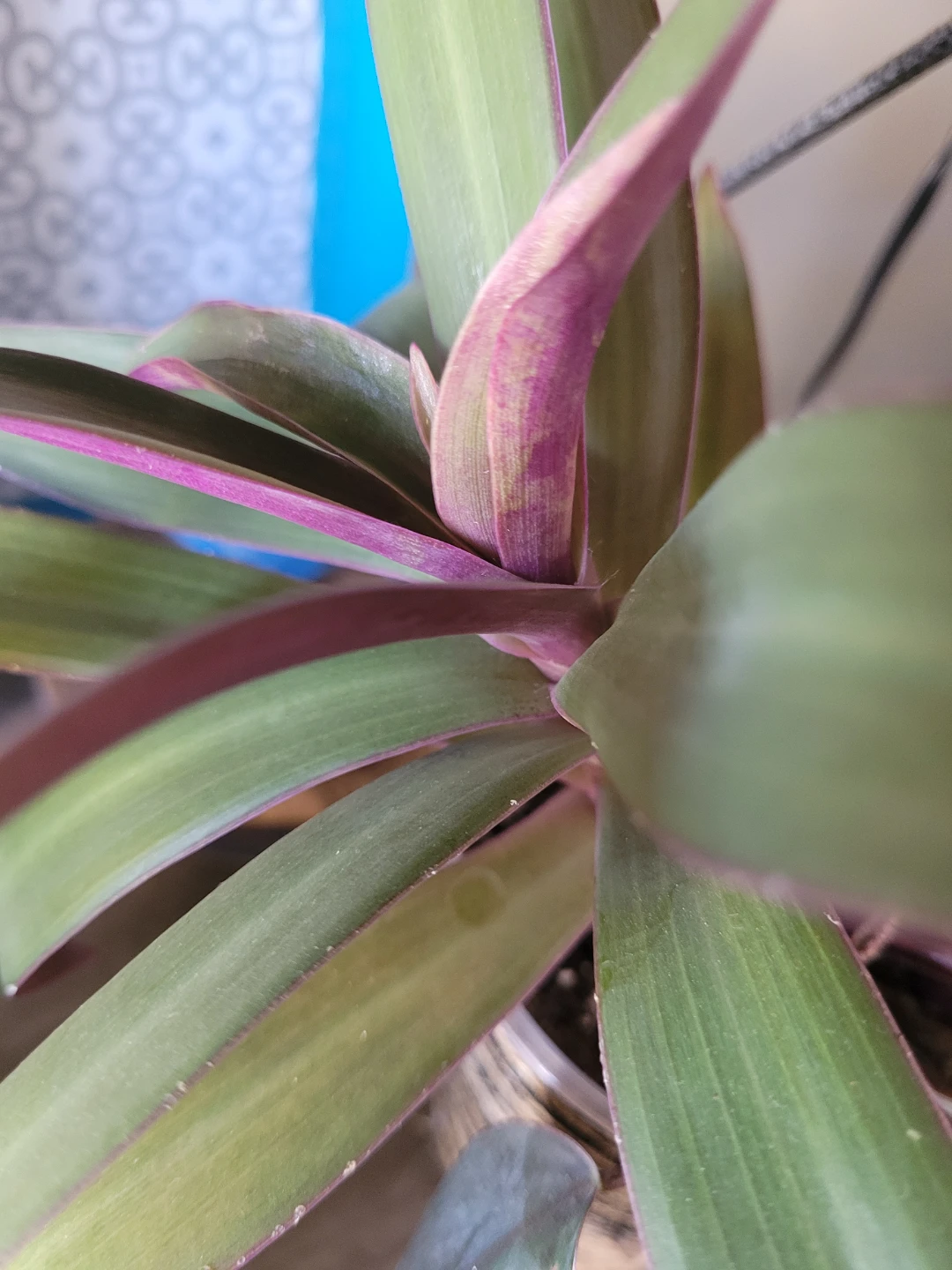 Tradescantia Zebrina Plant - photo 2