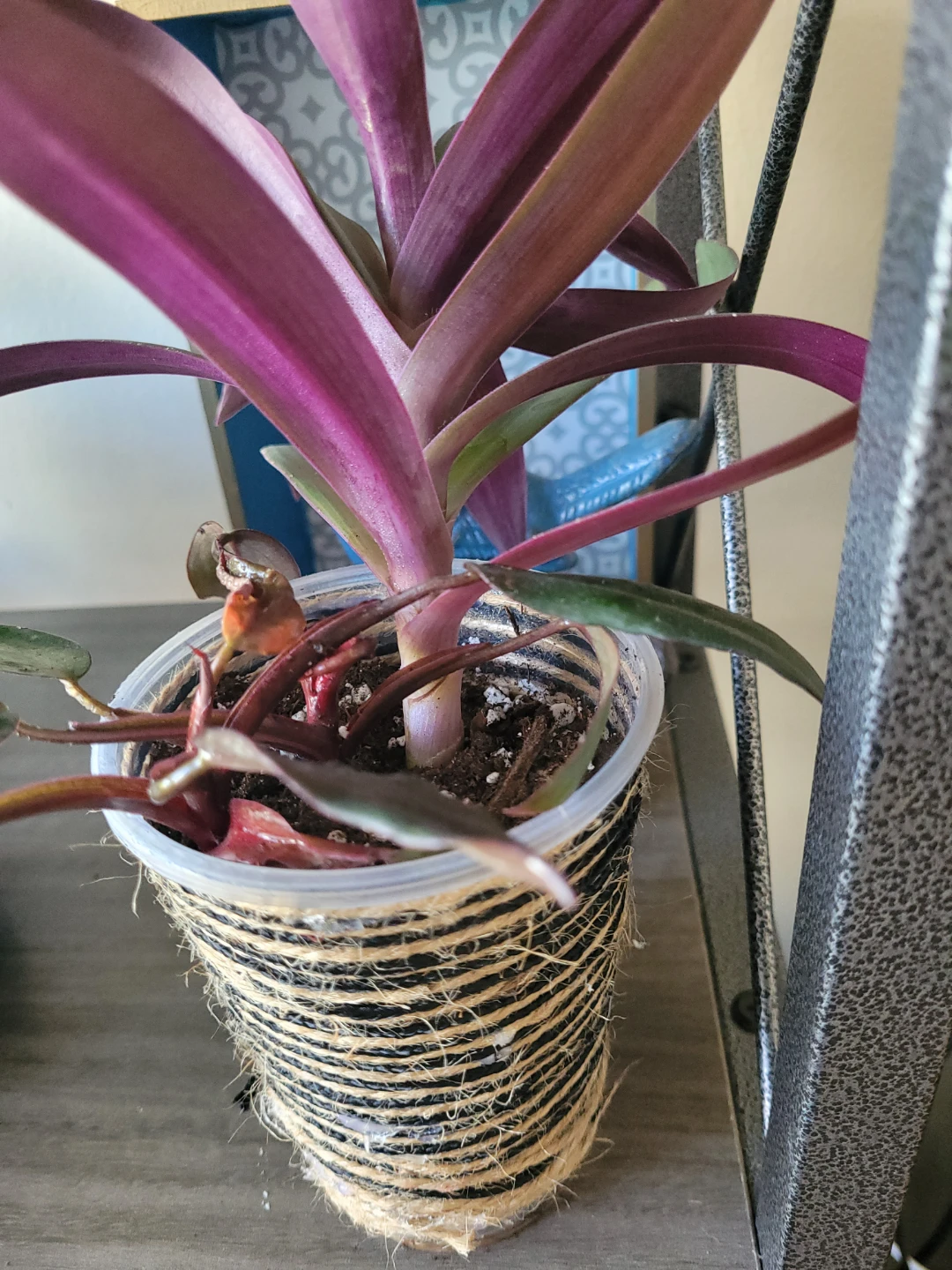 Tradescantia Zebrina Plant - photo 3