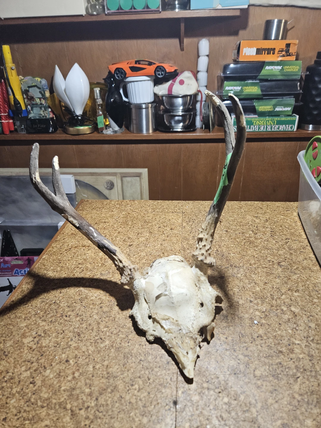 Deer Antlers and Skull - photo 2