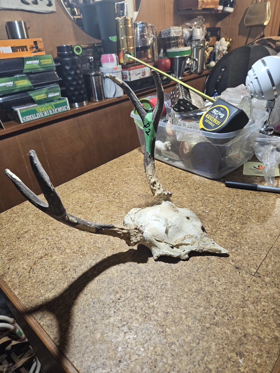 Deer Antlers and Skull - photo 3