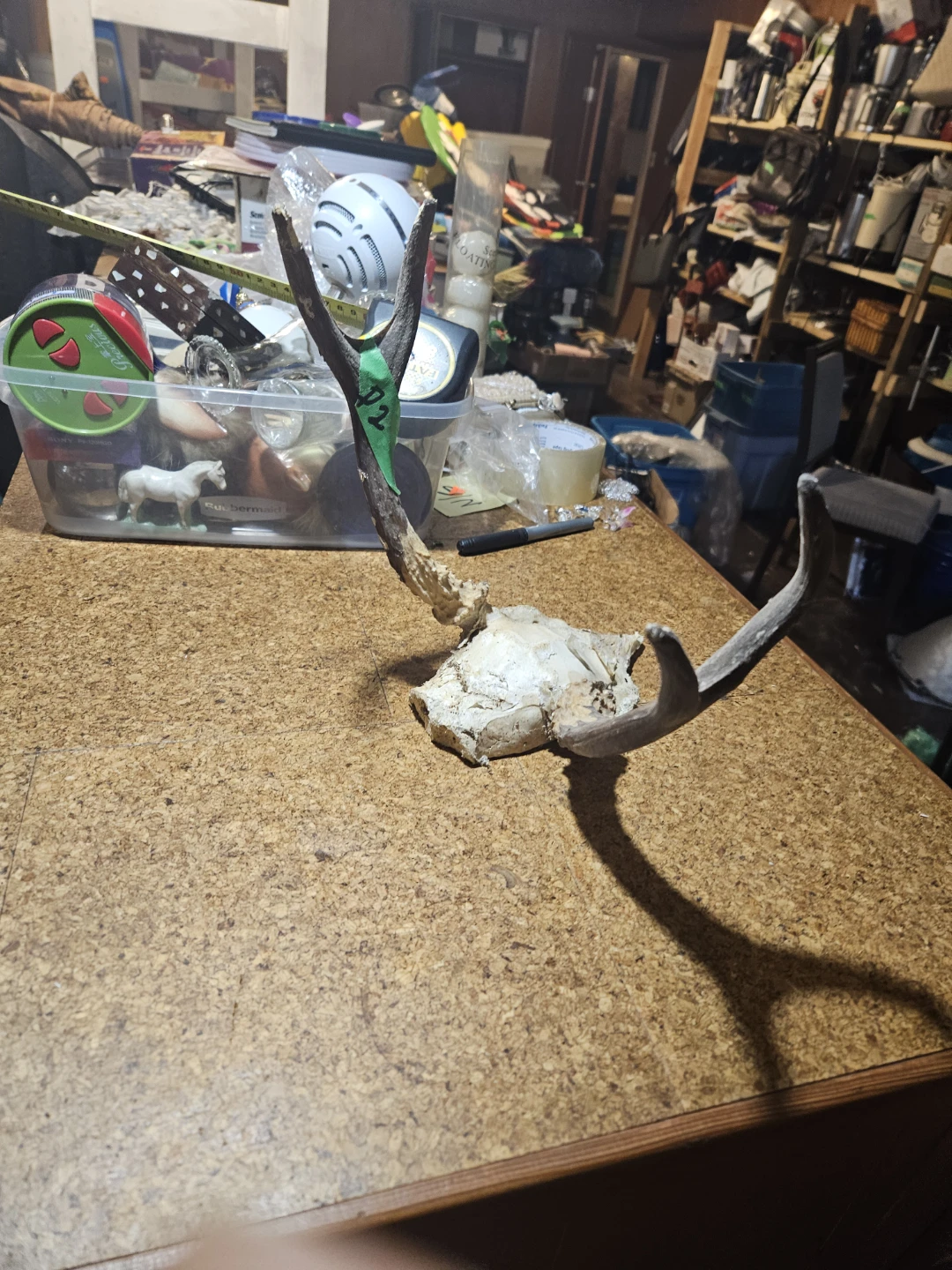 Deer Antlers and Skull - photo 4