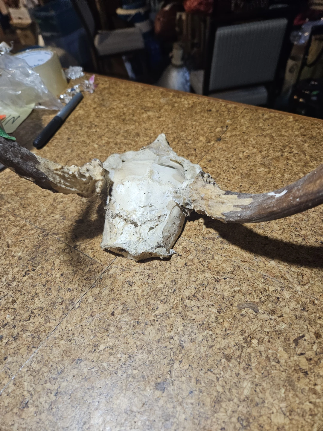 Deer Antlers and Skull - photo 5