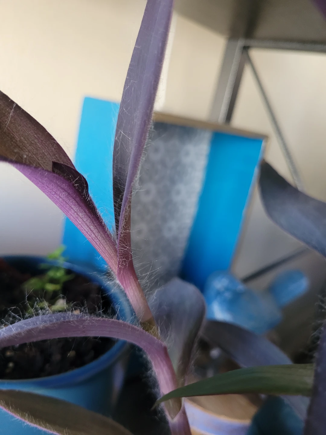 Tradescantia Zebrina Plant - photo 4
