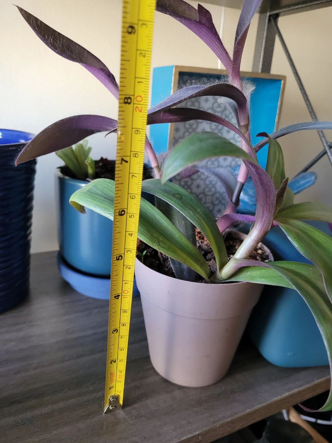 Tradescantia Zebrina Plant - photo 5