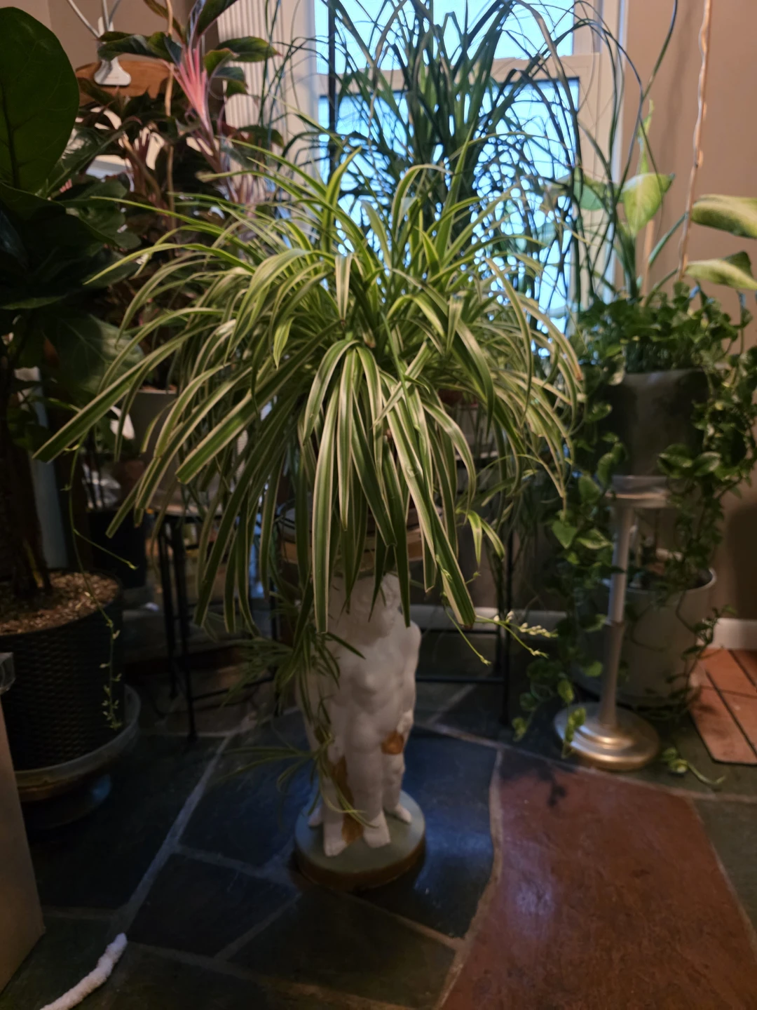 Spider Plant - photo 3