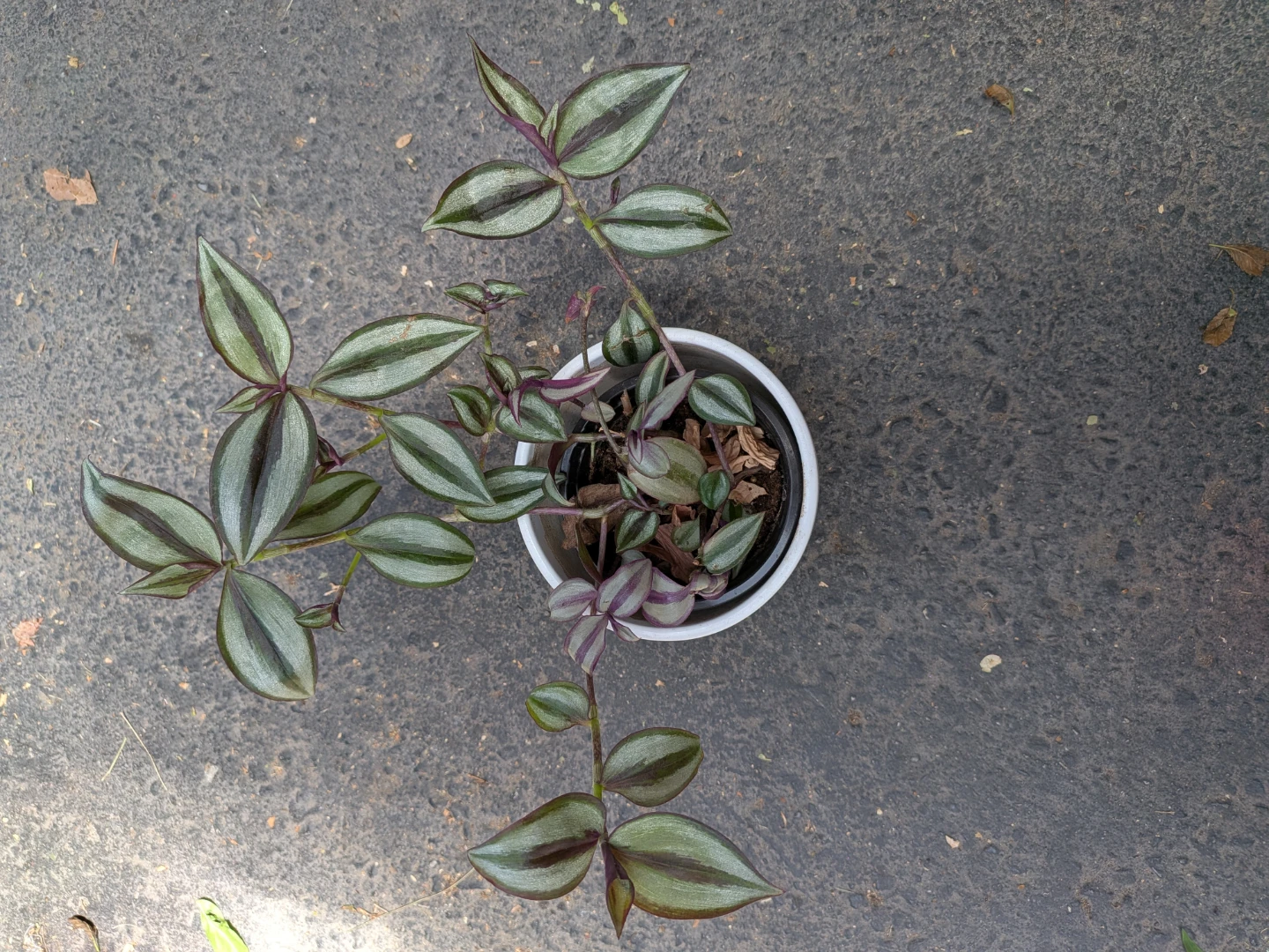 Wandering Jew - photo 2