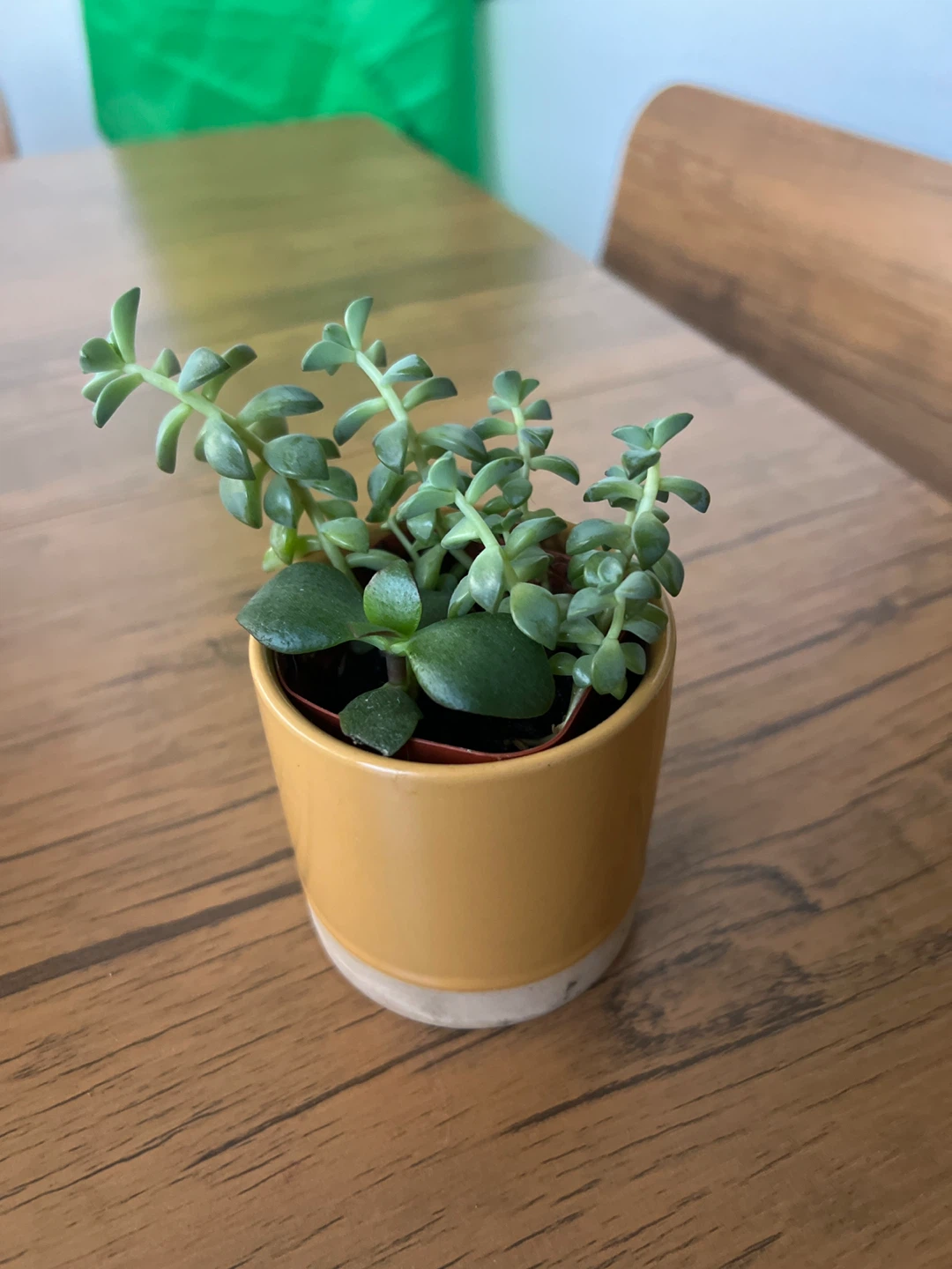 Succulent plant in yellow pot