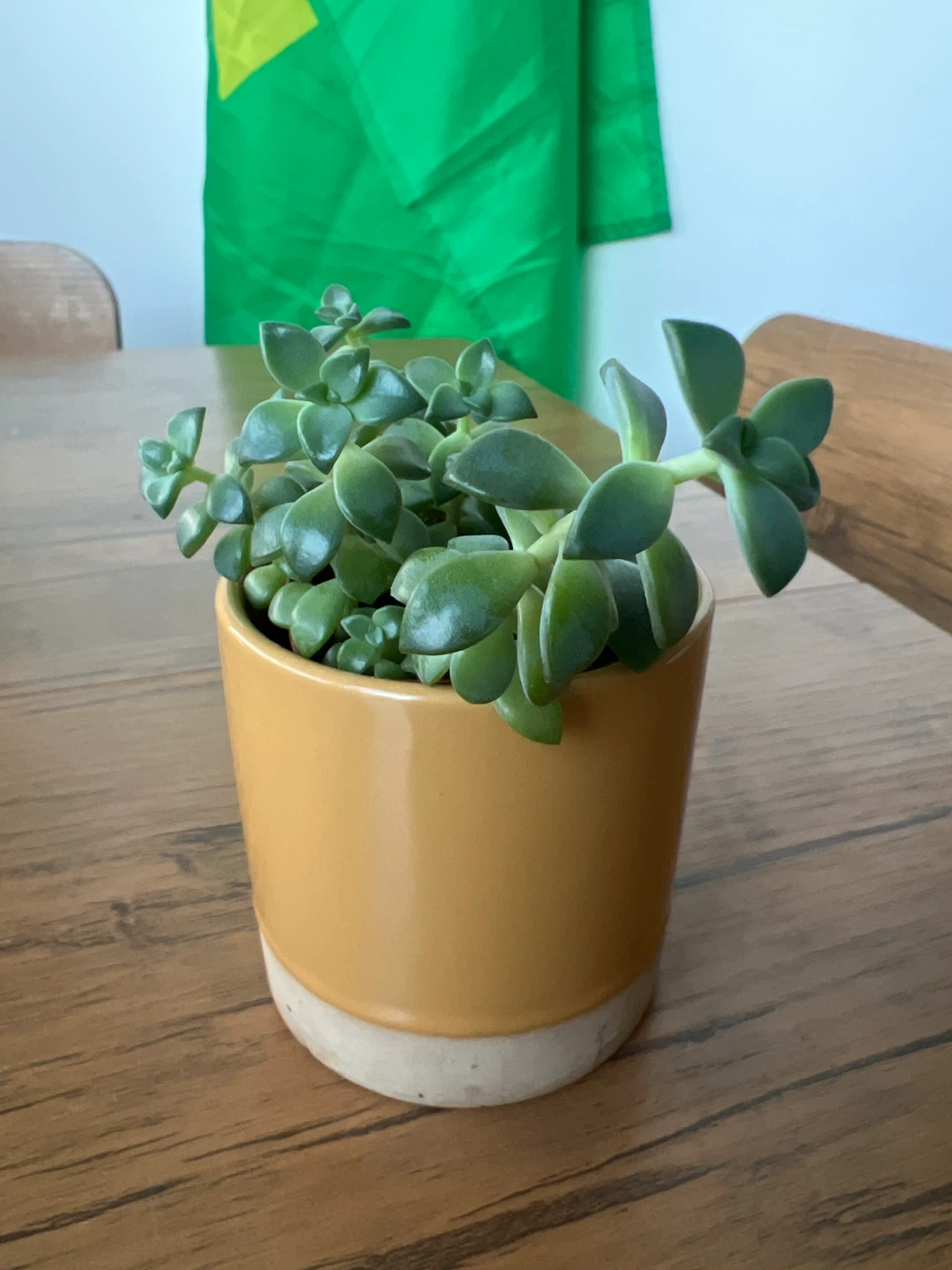 Succulent plant in yellow pot - photo 2