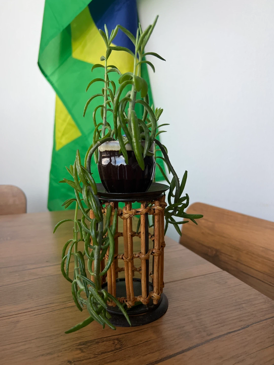 Hanging Succulent Plant in Ceramic Pot with Rattan Stand