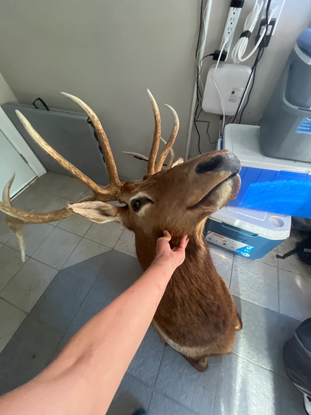 Taxidermied Elk Head Mount - photo 4