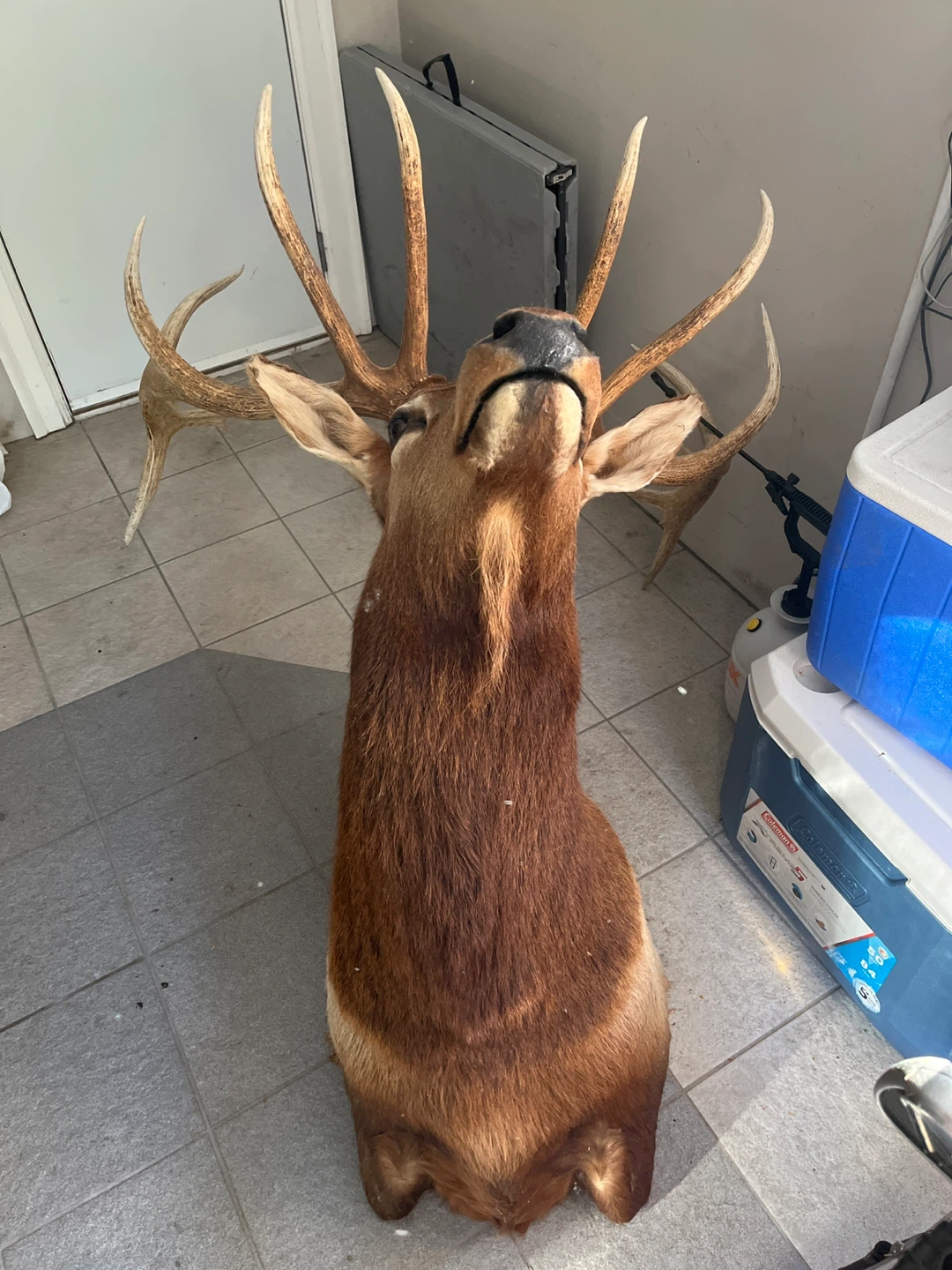 Taxidermied Elk Head Mount