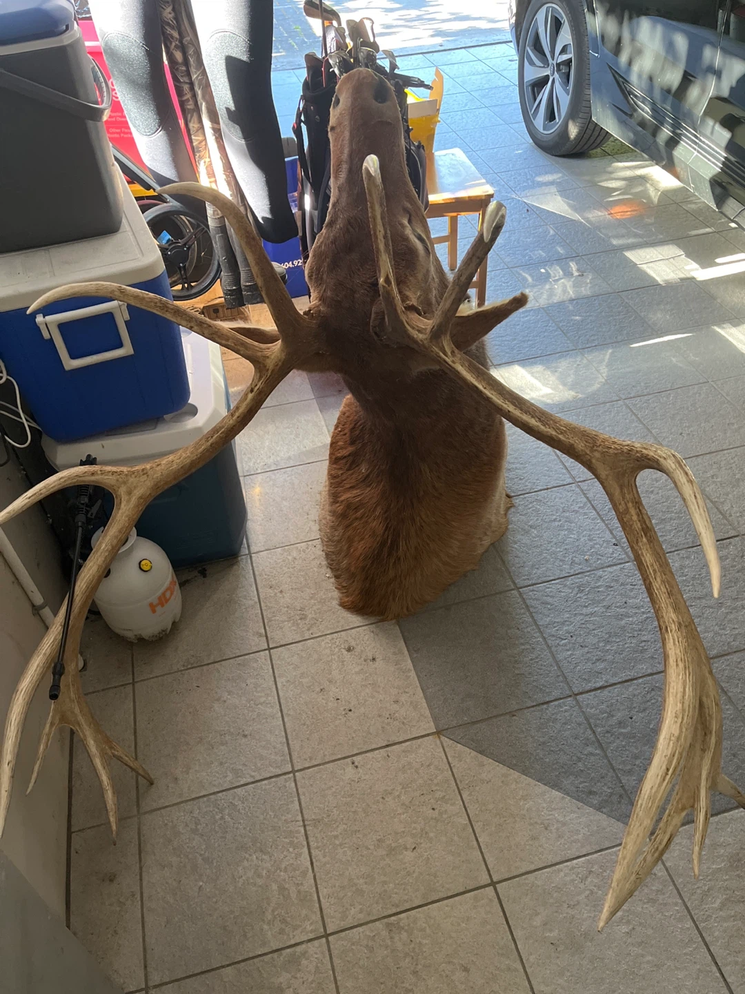 Taxidermied Elk Head Mount - photo 3