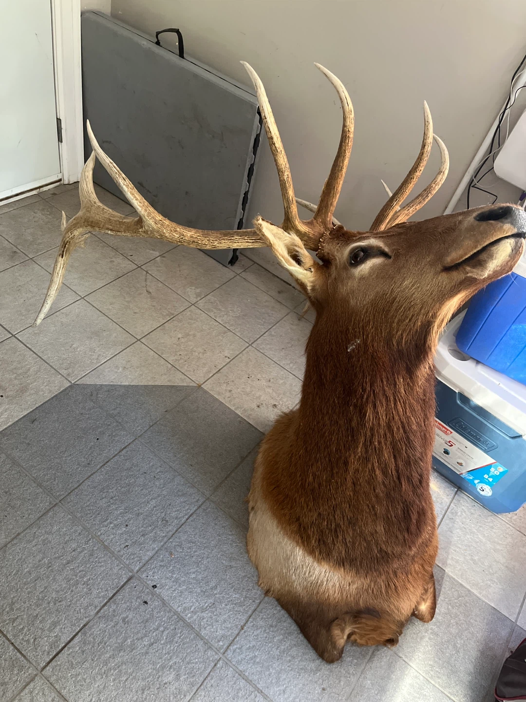 Taxidermied Elk Head Mount - photo 2