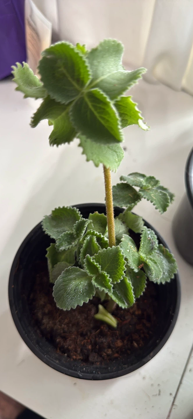 Oregano poleo Plectranthus Amboinicus (Cuban Oregano) Plant - photo 2