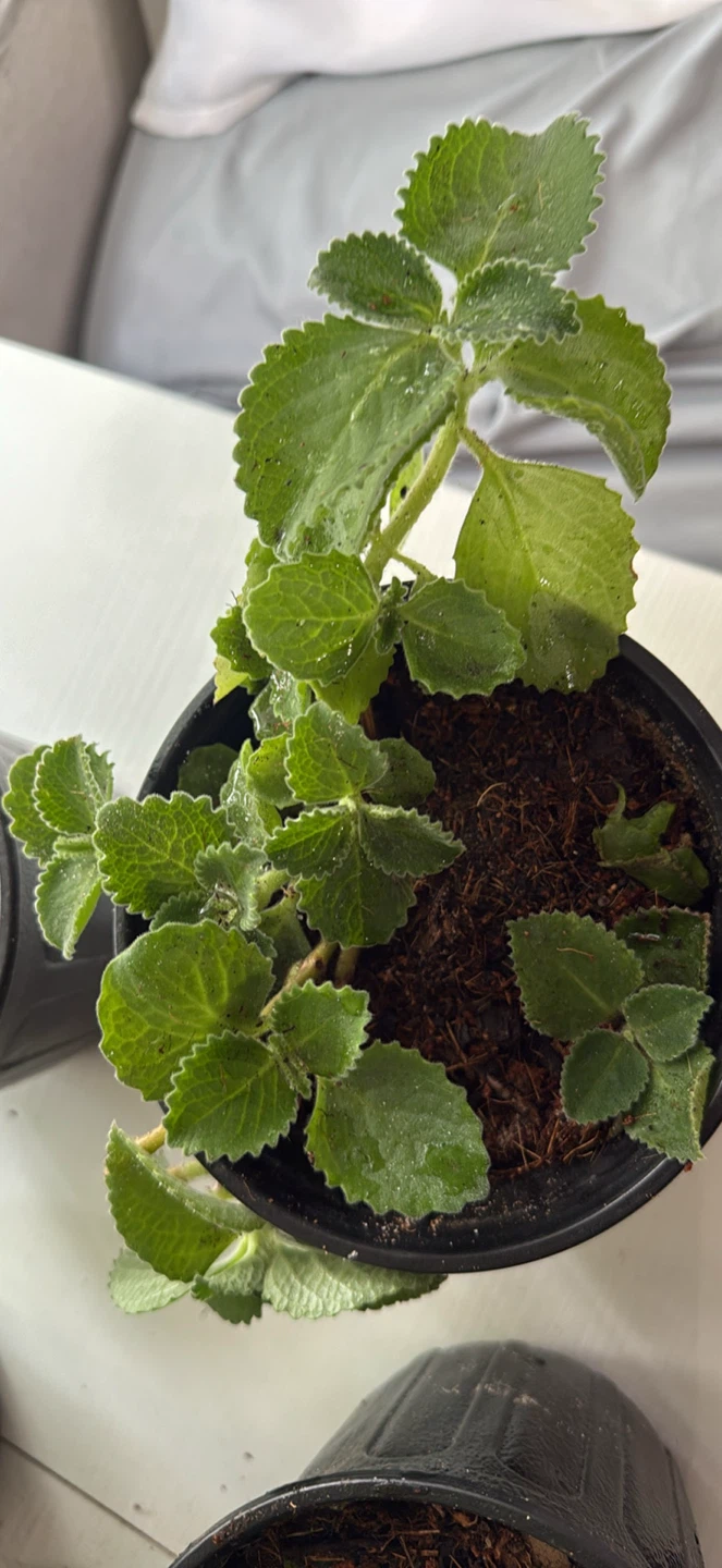 Oregano poleo Plectranthus Amboinicus (Cuban Oregano) Plant - photo 4
