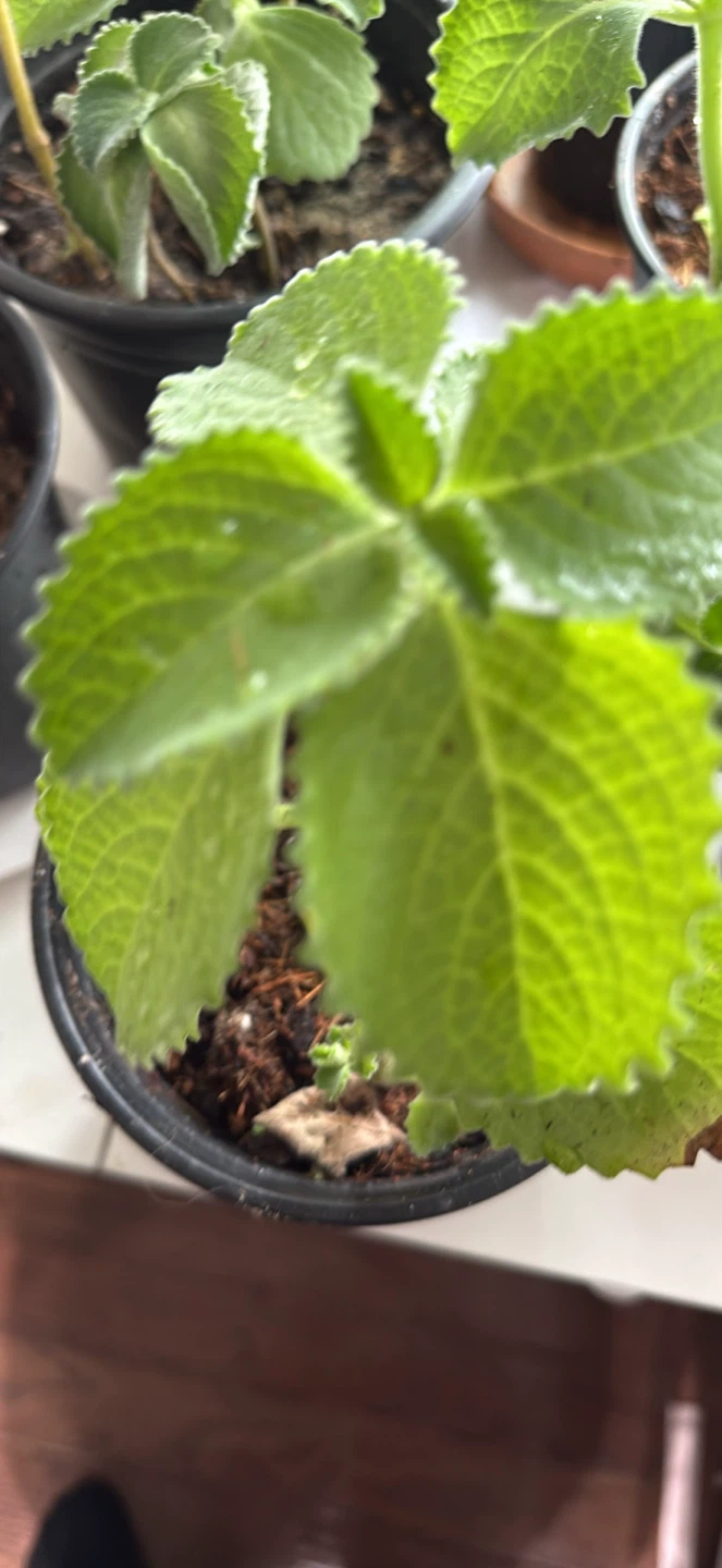 Oregano poleo Plectranthus Amboinicus (Cuban Oregano) Plant - photo 3
