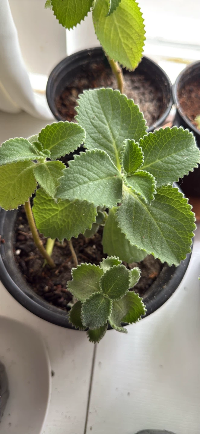Oregano poleo Plectranthus Amboinicus (Cuban Oregano) Plant
